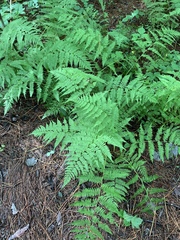 Athyrium asplenioides