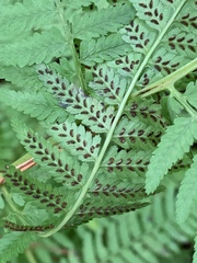 Athyrium asplenioides
