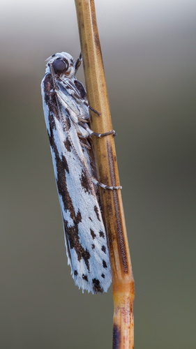 Ethmia candidella Alphéraky, 1908