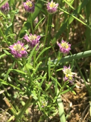 Polygala sanguinea