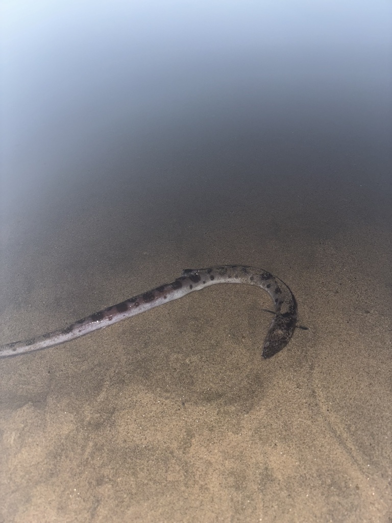 Pacifische slangaal (Ophichthus triserialis) — Ophichthidae