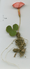 Oxalis eckloniana-nidulans