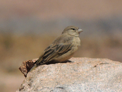 Greenish Yellow-Finch photo 3