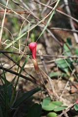 Oxalis eckloniana-nidulans