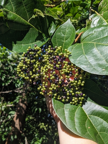 Image of Premna serratifolia by (c) Matthew Borella, some rights reserved (CC BY)