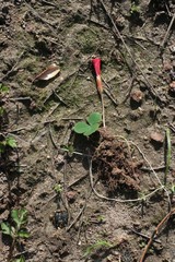 Oxalis eckloniana-nidulans