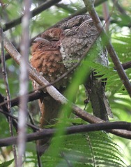 Batrachostomus moniliger