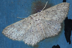 Lepidoptera
