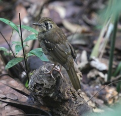 Geokichla spiloptera