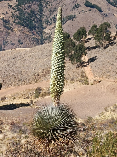 Image of Puya raimondii by no rights reserved