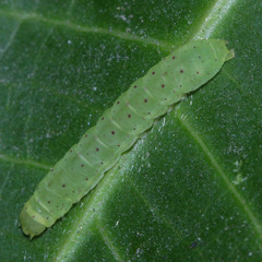Lepidoptera