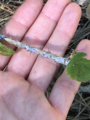 Rubus ursinus macropetalus
