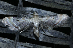 Lepidoptera