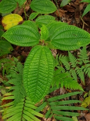 Miconia crenata