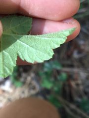 Rubus ursinus macropetalus