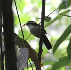 Pomatorhinus melanurus