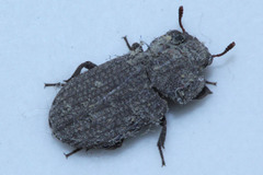 Coleoptera