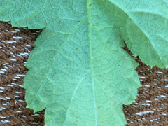 Rubus ursinus macropetalus