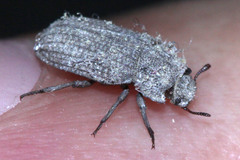 Coleoptera