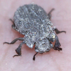 Coleoptera
