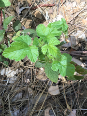 Rubus ursinus macropetalus
