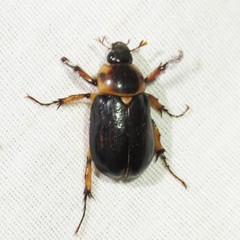Ancognatha manca
