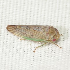 Marganana suilla