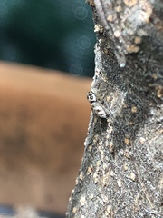 Salticus