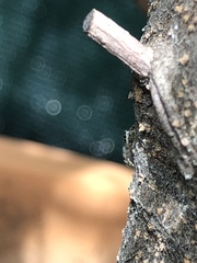 Salticus