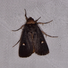 Proteuxoa cinereicollis