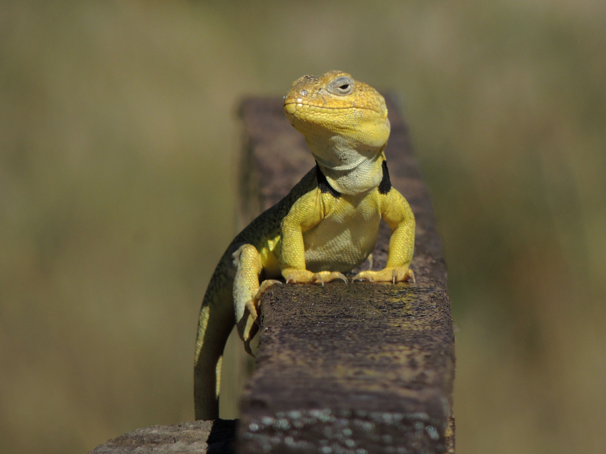 Burmeister's Anole
