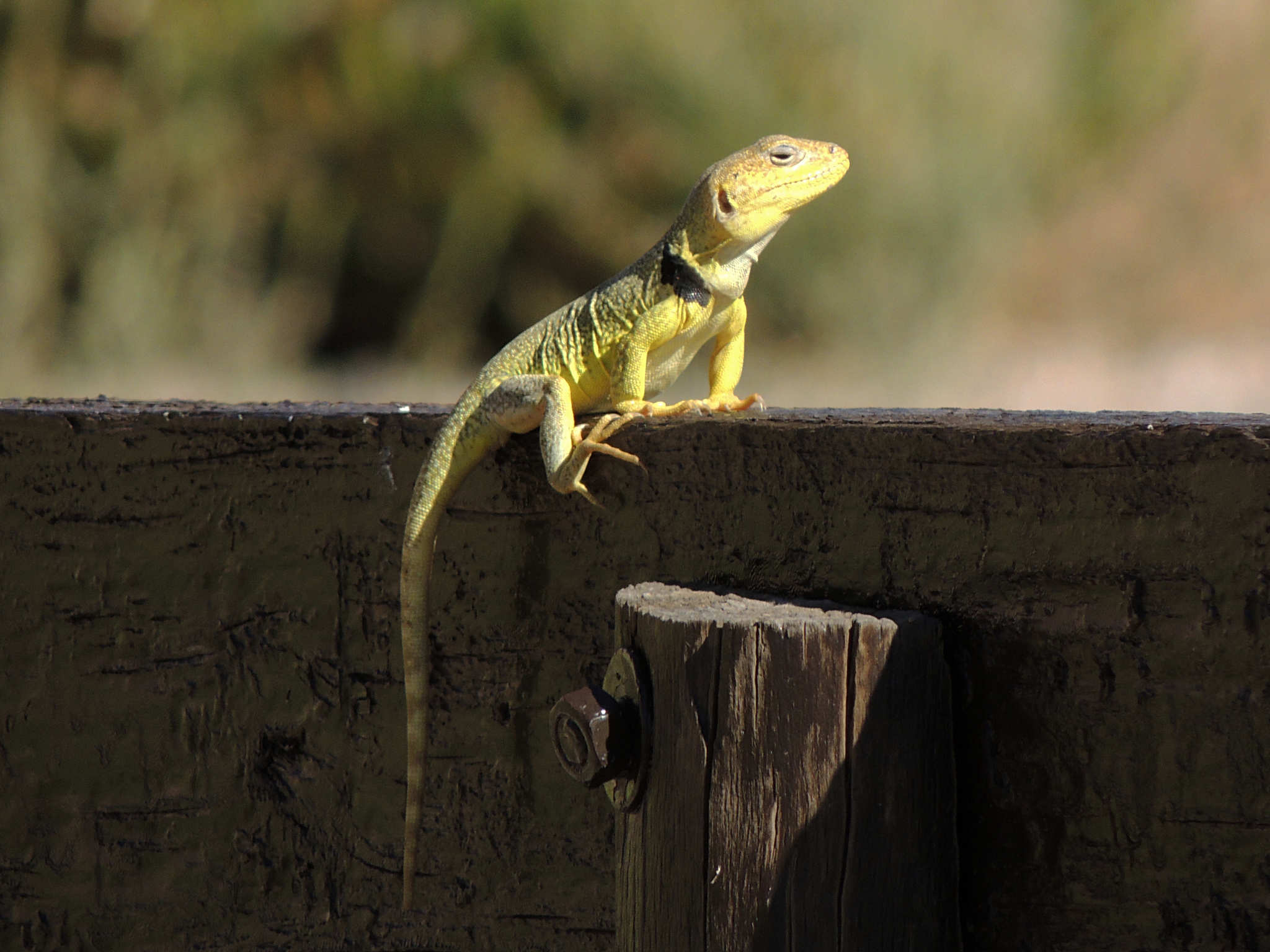 Burmeister's Anole photo 3