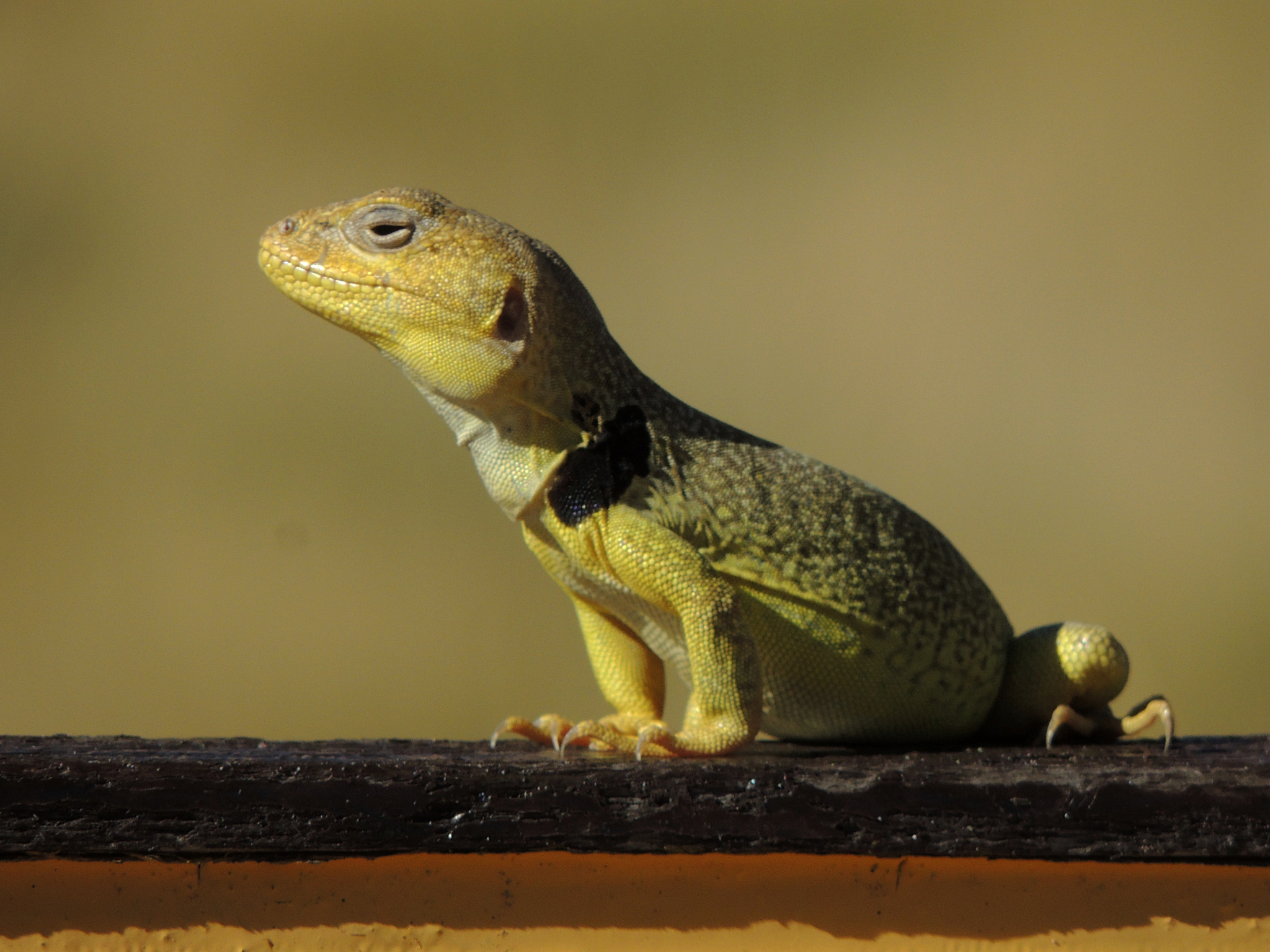 Burmeister's Anole photo 2