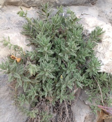 Podonosma orientalis