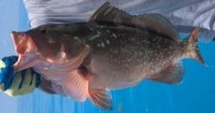Epinephelus morio