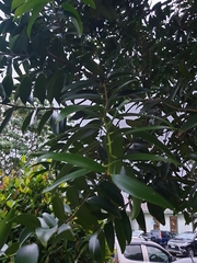 Agathis macrophylla
