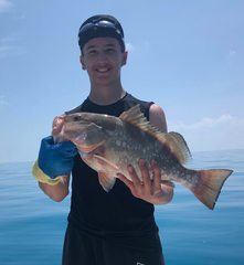 Epinephelus morio