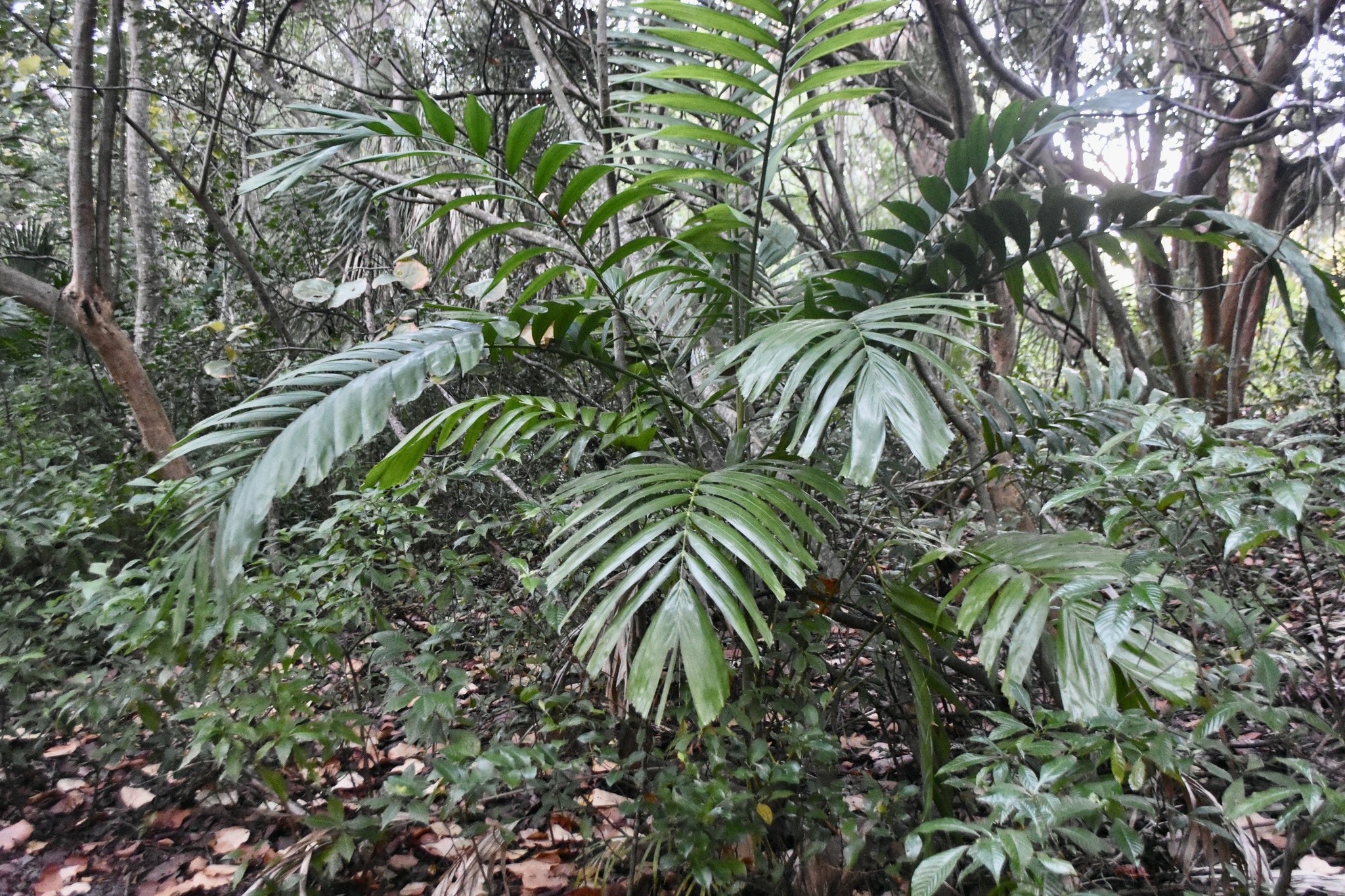 Imagem de Palmeira-de-jardim