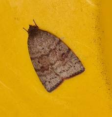 Austrocarea iocephala