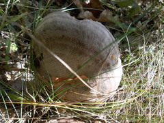 Lactarius flexuosus
