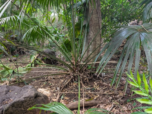 Livistona chinensis