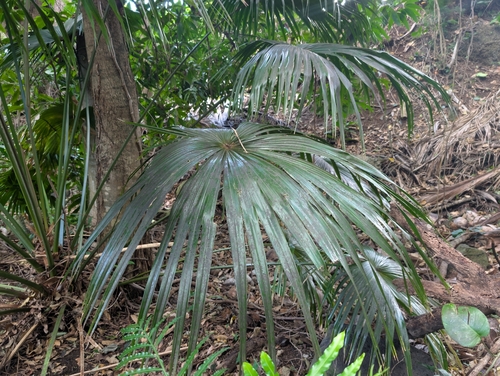 Livistona chinensis