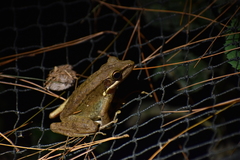 Chalcorana chalconota