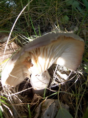 Lactarius flexuosus