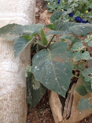 Datura innoxia