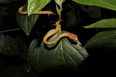 Aplopeltura boa