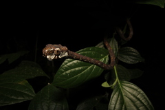 Aplopeltura boa
