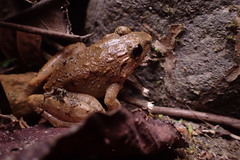 Limnonectes microdiscus