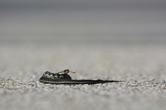 Thamnophis sirtalis