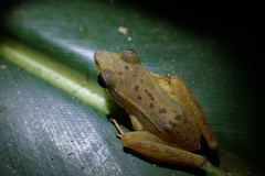 Chalcorana chalconota